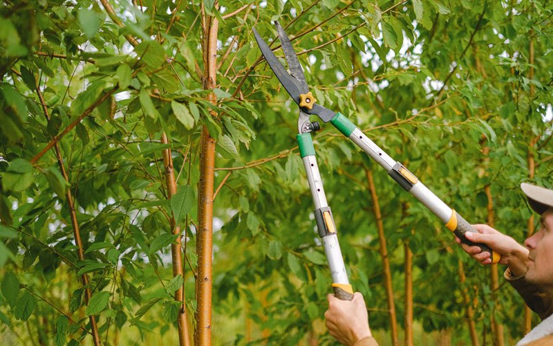 Tree trimming in Dagsboro, DE